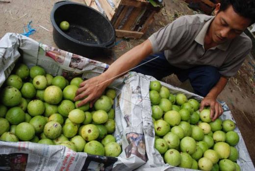 Pengin Tingkatkan Daya Tahan Tubuh? Jambu Biji Solusi Tepat - GenPI.co JOGJA