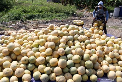 Khasiat Si Manis Melon, Bisa Bikin Imun Kuat! - GenPI.co JOGJA