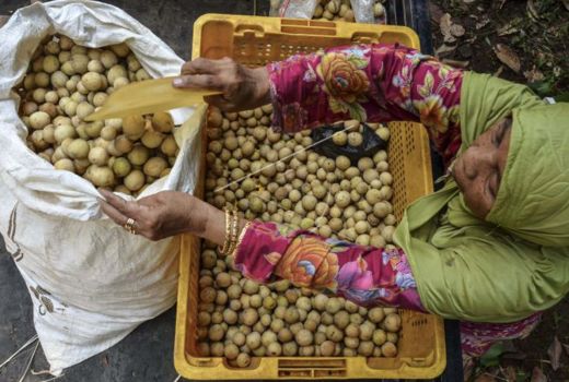 Manfaat Mengonsumsi Buah Duku untuk Tubuh, Simak Yuk - GenPI.co JOGJA