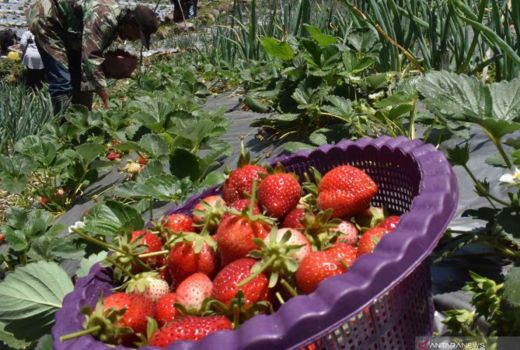Khasiat Si Cantik Strawberry untuk Kesehatan, Mujarab! - GenPI.co JOGJA