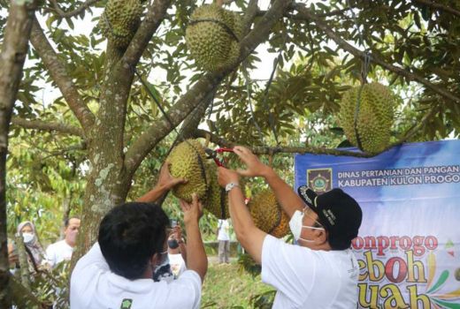Wow, Kulon Progo Bakal Jadi Pusat Tanaman Buah di Yogyakarta - GenPI.co JOGJA