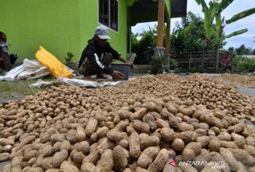 Kacang Tanah punya Khasiat Tak Terduga, Nih Deretannya - GenPI.co JOGJA