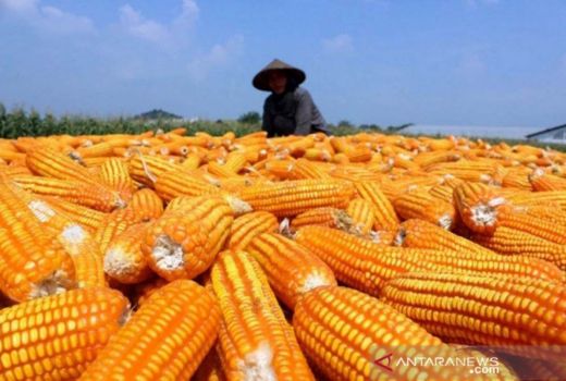 Manfaat Kesehatan dari Si Manis Jagung, Tak Disangka! - GenPI.co JOGJA