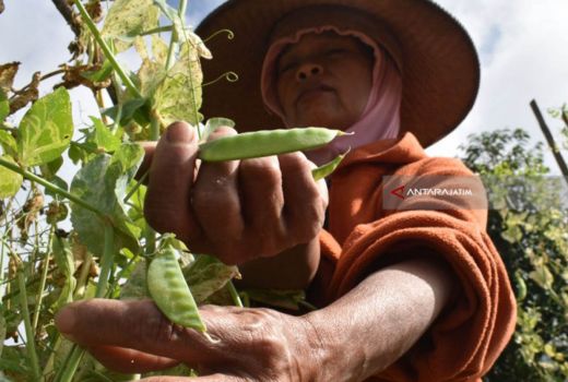 Tokcer! Kaya Nutrisi, Ini Beragam Manfaat Kacang Kapri - GenPI.co JOGJA