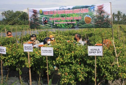 Kece! Belajar di Youtube, Pria di Sleman Ini Panen Cabai Melimpah - GenPI.co JOGJA