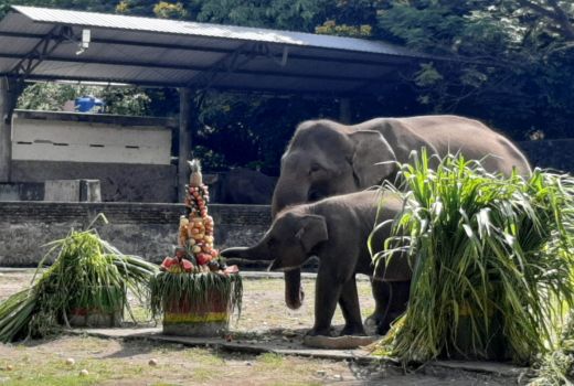 Seru! Bayi Gajah Si Arinta di GL Zoo Yogyakarta Rayakan Ultah - GenPI.co JOGJA