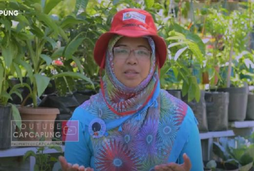 Keren! Kampung Padat di Kota Yogyakarta Disulap Jadi Kebun Sayur - GenPI.co JOGJA