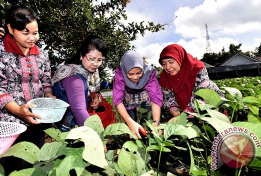 Kaya Serat dan Protein, Ini Khasiat Kacang Polong untuk Tubuh - GenPI.co JOGJA