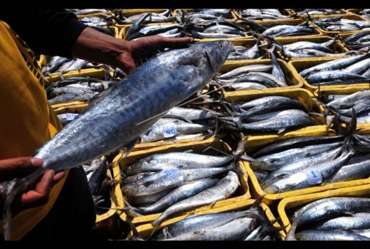Khasiat Makan Ikan Tenggiri Tokcer! Semua Pasti Suka - GenPI.co JOGJA
