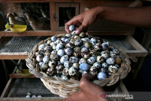 Khasiat Telur Puyuh, Kesehatan Rambut dan Kulit Terjaga - GenPI.co JOGJA