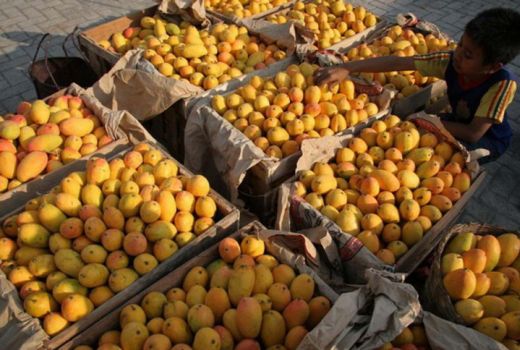 Kaya Manfaat, Berikut Sederet Khasiat Makan Kulit Mangga - GenPI.co JOGJA