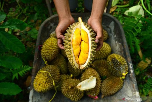 3 Fakta Kesehatan Durian, Si Kulit Berduri yang Kaya Vitamin - GenPI.co JOGJA