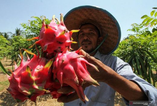 3 Manfaat Buah Naga, Bisa Bikin Kulit Kencang dan Elastis! - GenPI.co JOGJA