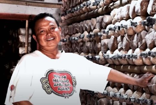 Tekuni Budi Daya Jamur Tiram, Pria di Sleman Ini Untung Melimpah! - GenPI.co JOGJA