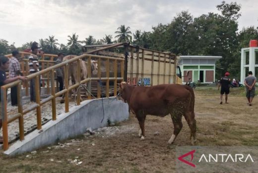 Ancaman Penyakit PMK, Peternak di Kulon Progo Diimbau Tak Panik - GenPI.co JOGJA