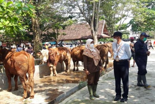 Waspada, Risiko Masuknya Penyakit PMK ke Sleman Tinggi - GenPI.co JOGJA