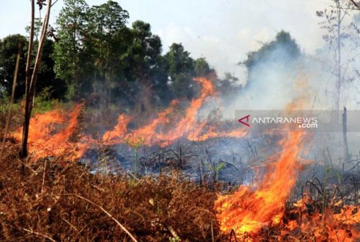 Waspada Kebakaran Lahan, Bantul Bikin Strategi Penanganan - GenPI.co JOGJA
