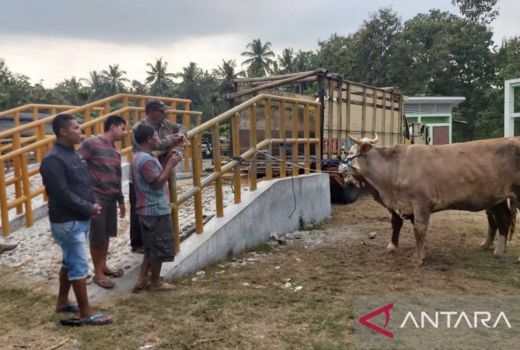 Penyakit Mulut dan Kuku di Kulon Progo Bisa Cepat Mewabah - GenPI.co JOGJA
