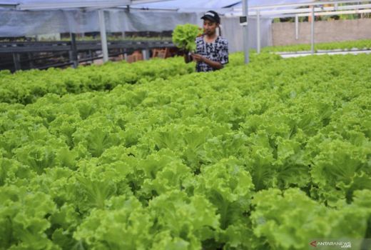 Tingkatkan Produktivitas, Skill Petani Milenial di Sleman Diasah - GenPI.co JOGJA