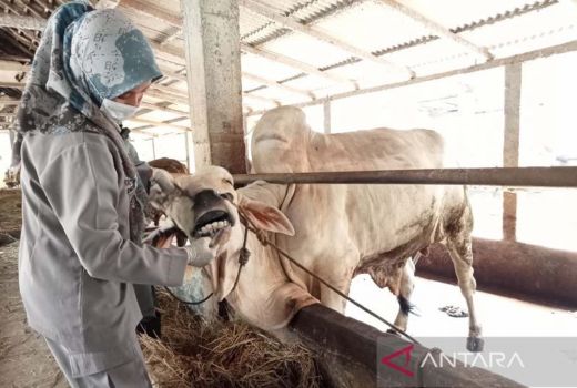 287 Ekor Ternak di Kulon Progo Telah Sembuh dari PMK - GenPI.co JOGJA