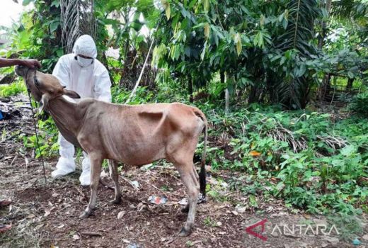 Wabah PMK di Bantul Merebak, 8 Kecamatan Zona Merah - GenPI.co JOGJA