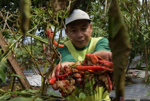 Jadi Pemicu Harga Cabai Naik, Sleman Ajak Petani Kendalikan Hama - GenPI.co JOGJA