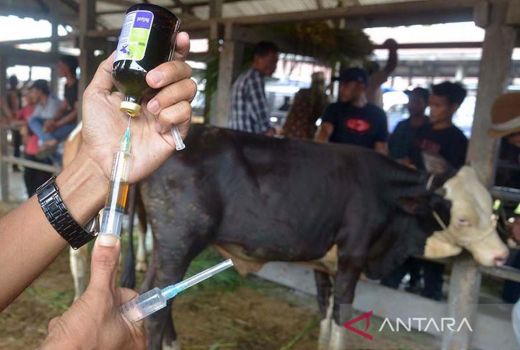 Sapi Perah Lereng Merapi di Sleman Prioritas Disuntik Vaksin PMK - GenPI.co JOGJA