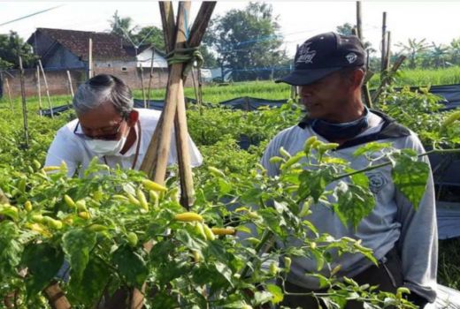 Hama Pathek Menyerang 10 Hektare Tanaman Cabai di Sleman - GenPI.co JOGJA