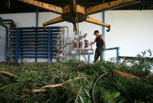 3 Khasiat Minyak Kayu Putih untuk Kesehatan, Bikin Happy! - GenPI.co JOGJA