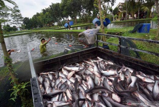 3 Khasiat Ikan Patin untuk Tubuh, Tulang Lebih Sehat! - GenPI.co JOGJA