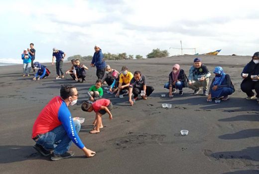 Pelestarian, 144 Tukik Dipelas di Pantai Bugel Kulon Progo - GenPI.co JOGJA