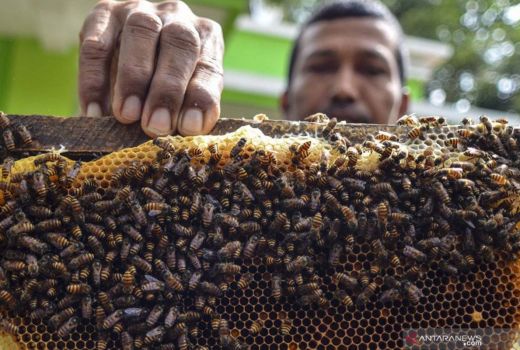 3 Khasiat Lilin Lebah untuk Kesehatan, Tokcer! - GenPI.co JOGJA