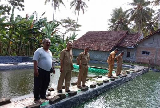 Usaha Menjanjikan, Warga Kulon Progo Tambah Kolam Gurami - GenPI.co JOGJA