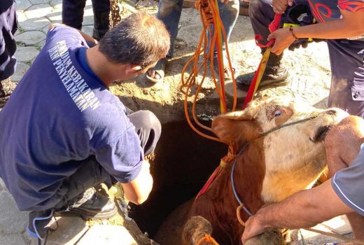 Sapi Kurban di Yogyakarta Berontak, Masuk Lubang 2 Meter - GenPI.co JOGJA