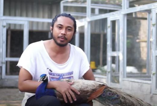 Lirik Peluang, Pria di Sleman Ini Sukses Tangkar Merak India - GenPI.co JOGJA