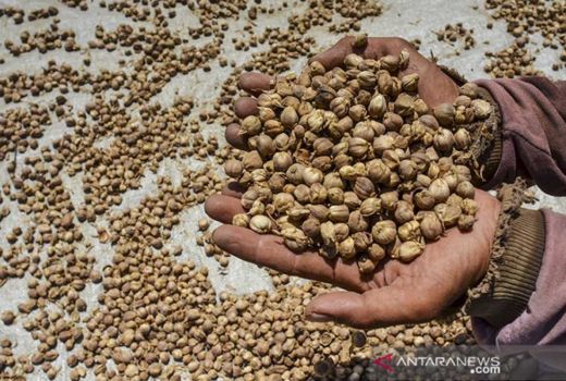 3 Rempah Bisa Jadi Pengganti Gula, Diabetes Aman! - GenPI.co JOGJA