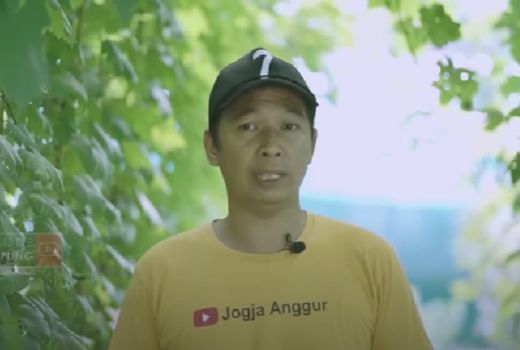 Telaten, Pria di Bantul Sukses Bisnis Menggiurkan Kebun Anggur - GenPI.co JOGJA