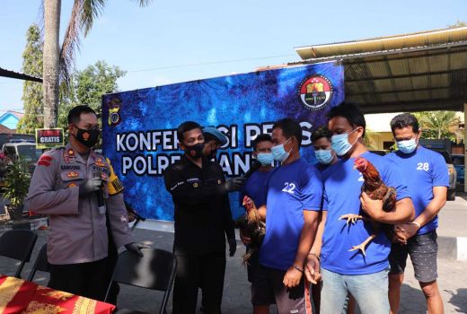 Polisi Gerebek Judi Sabung Ayam di Bantul, 35 Orang Ditangkap - GenPI.co JOGJA