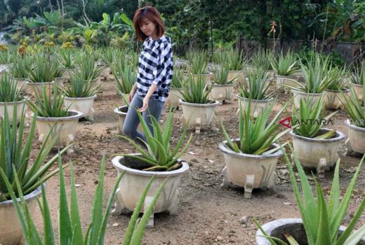 3 Herbal untuk Obat Penyakit Ambeien, Ada Lidah Buaya! - GenPI.co JOGJA