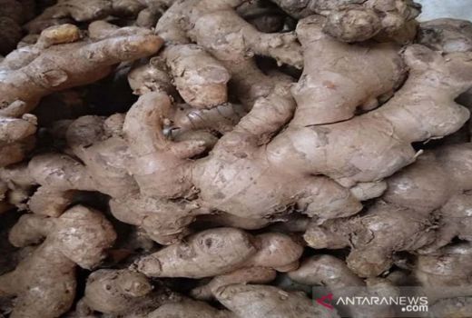 3 Jenis Herbal Membantu Meredakan Gejala Rematik, Tokcer! - GenPI.co JOGJA