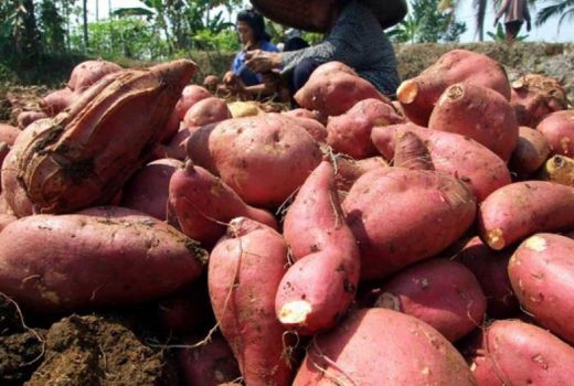 3 Khasiat Ubi Rebus untuk Kesehatan, Bikin Langsing! - GenPI.co JOGJA