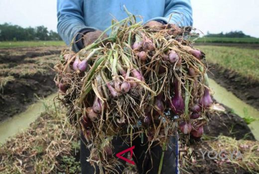 Hama Ulat Menyerang 11 Hektare Tanaman Bawang di Kulon Progo - GenPI.co JOGJA