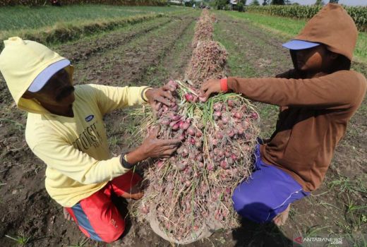Harga Bawang Merah Rendah, Petani di Kulon Progo Diimbau Tunda Jual Hasil Panen - GenPI.co JOGJA