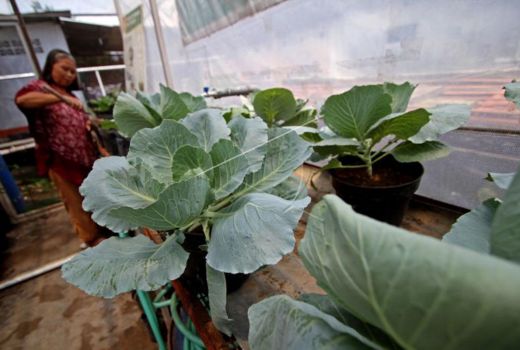 Top! Kampung Sayur Jadi Trik Pemkot Yogyakarta Tekan Stunting - GenPI.co JOGJA