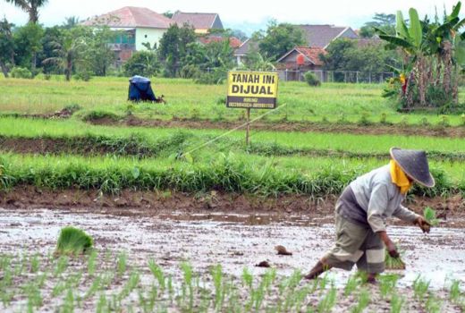 Ratusan Hektare Lahan Pertanian di Kulon Progo Alih Fungsi - GenPI.co JOGJA