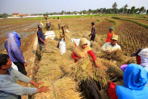 Jaga Stok Pangan, Petani di Bantul Diimbau Sisihkan Hasil Panen - GenPI.co JOGJA