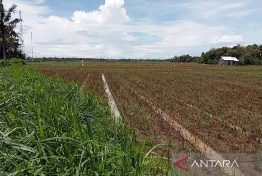 Hujan Lebat, Ratusan Hektare Lahan Pertanian di Bantul Terendam - GenPI.co JOGJA