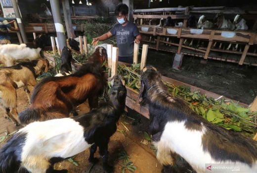 Bupati Sebut Sektor Kuliner di Bantul Butuh 700 Kambing Setiap Hari - GenPI.co JOGJA