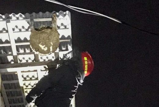 Musim Hujan, Damkar Yogyakarta: Banyak Lebah Bersarang di Rumah - GenPI.co JOGJA