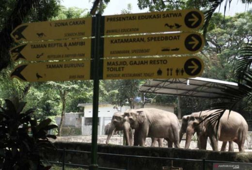 Sambut Libur Imlek, GL Zoo Yogyakarta Tambah Koleksi Monyet Jambul! - GenPI.co JOGJA